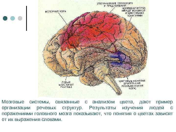 Мозговые системы, связанные с анализом цвета, дают пример организации речевых структур. Результаты изучения людей