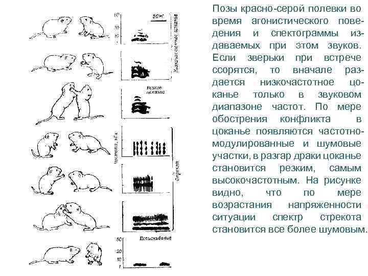 Позы красно-серой полевки во время агонистического поведения и спектограммы издаваемых при этом звуков. Если