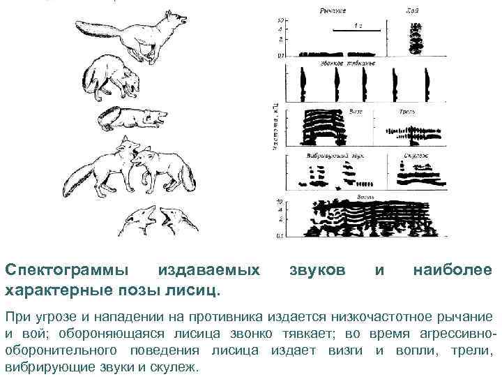 Спектограммы издаваемых характерные позы лисиц. звуков и наиболее При угрозе и нападении на противника