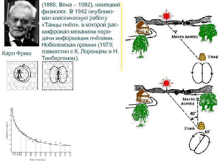 Карл Фриш (1886, Вена – 1982), немецкий физиолог. В 1942 опубликовал классическую работу «Танцы