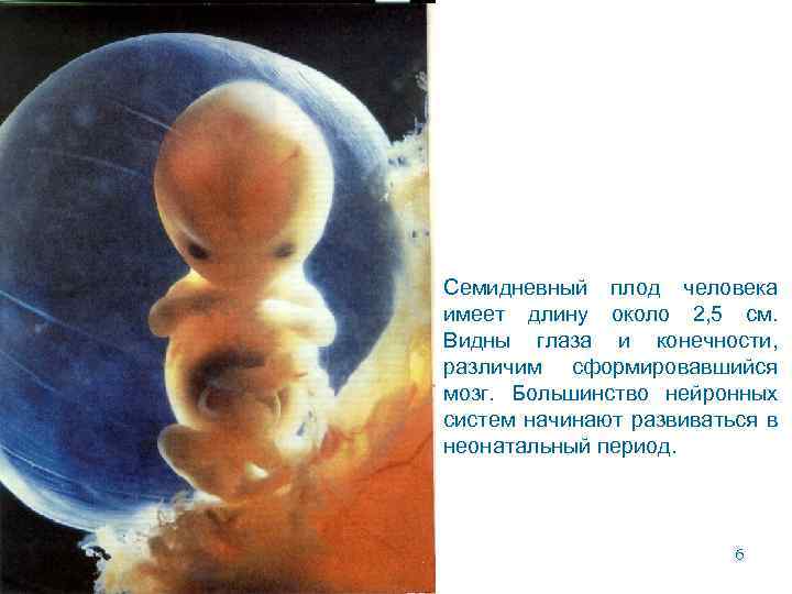 Семидневный плод человека имеет длину около 2, 5 см. Видны глаза и конечности, различим