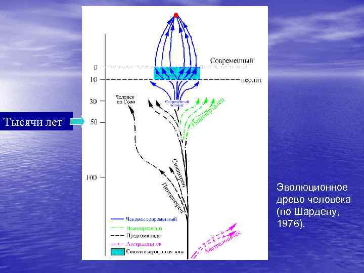 Тысячи лет Эволюционное древо человека (по Шардену, 1976). 