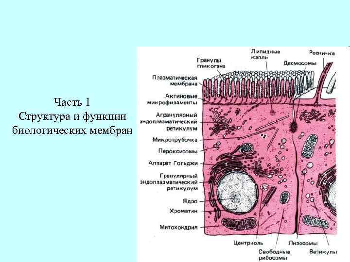 Часть 1 Структура и функции биологических мембран 