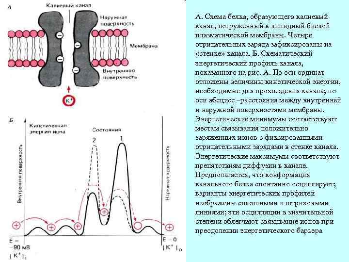 А. Схема белка, образующего калиевый канал, погруженный в липидный бислой плазматической мембраны. Четыре отрицательных