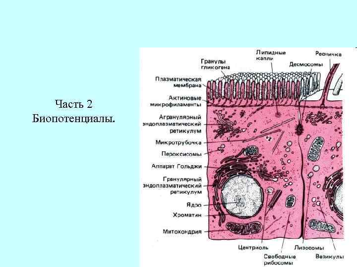 Часть 2 Биопотенциалы. 