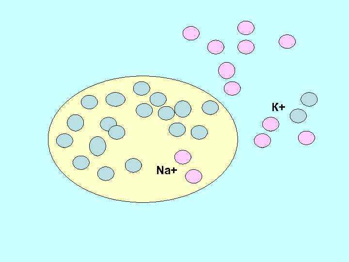 К+ Na+ 