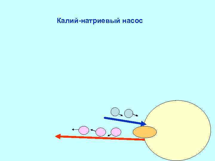 Калий-натриевый насос 