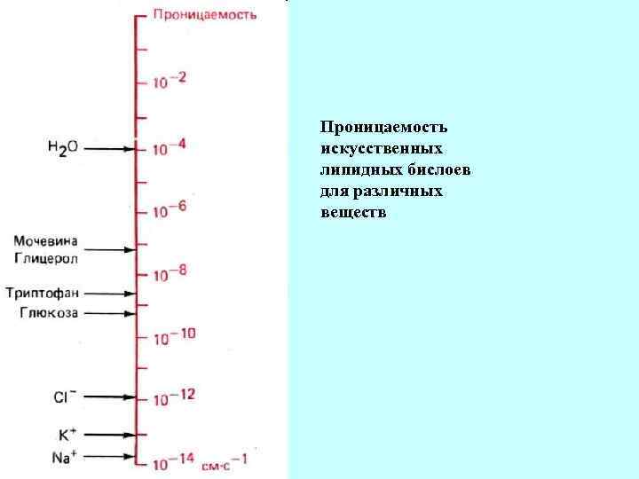 Проницаемость искусственных липидных бислоев для различных веществ 