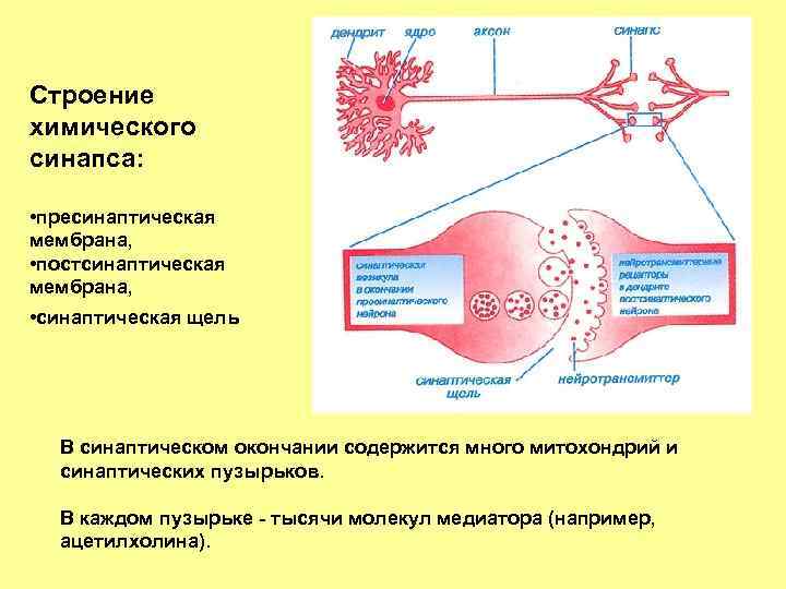 Физиология возбудимых тканей презентация