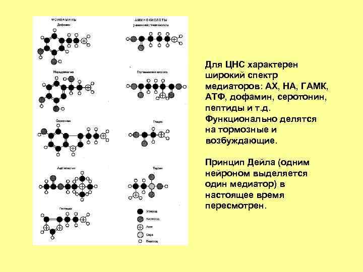 Для ЦНС характерен широкий спектр медиаторов: АХ, НА, ГАМК, АТФ, дофамин, серотонин, пептиды и
