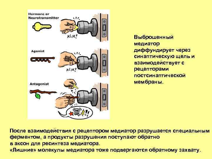 Выброшенный медиатор диффундирует через синаптическую щель и взаимодействует с рецепторами постсинаптической мембраны. После взаимодействия