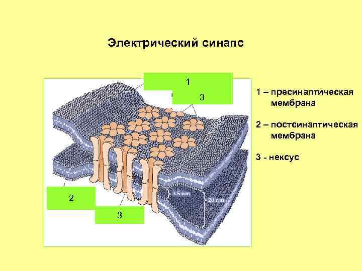 Электрический синапс 1 3 1 – пресинаптическая мембрана 2 – постсинаптическая мембрана 3 -