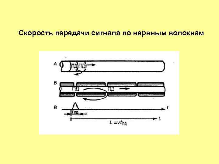 Скорость передачи сигнала по нервным волокнам 