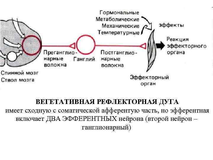Последовательность этапов рефлекторной реакции кашля у человека. Схема рефлекторной дуги соматического рефлекса. Рефлекторная дуга, деятельности ЦНС. Медиатор соматической рефлекторной дуги. Рефлекторная дуга гипоталамус.