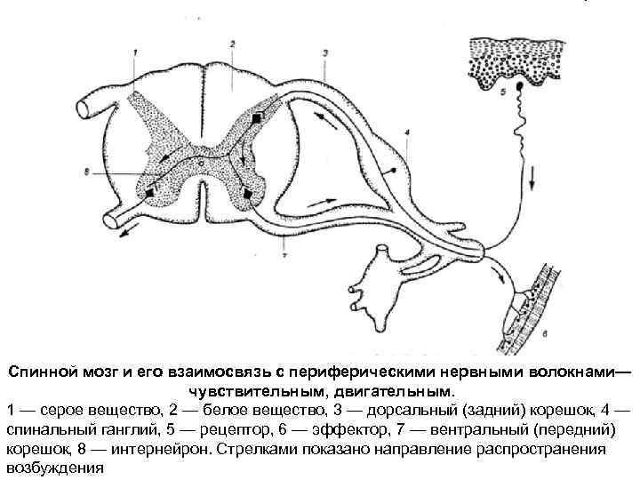 Спинной мозг и его взаимосвязь с периферическими нервными волокнами—    чувствительным, двигательным.