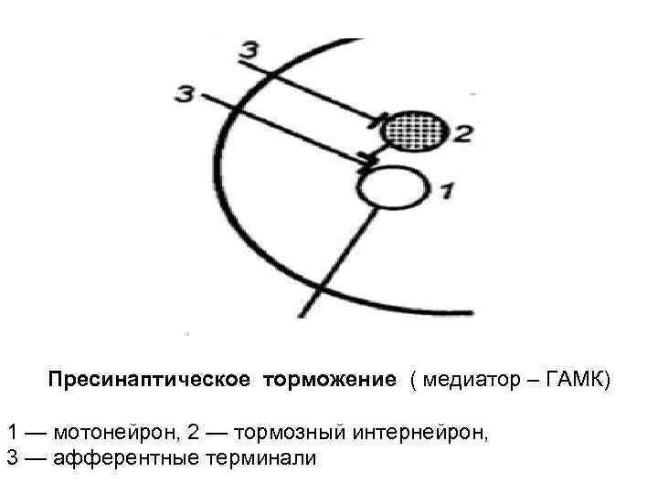   Пресинаптическое торможение ( медиатор – ГАМК) 1 — мотонейрон, 2 — тормозный