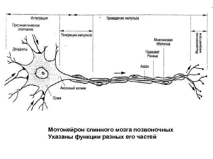 Мотонейрон спинного мозга позвоночных Указаны функции разных его частей 