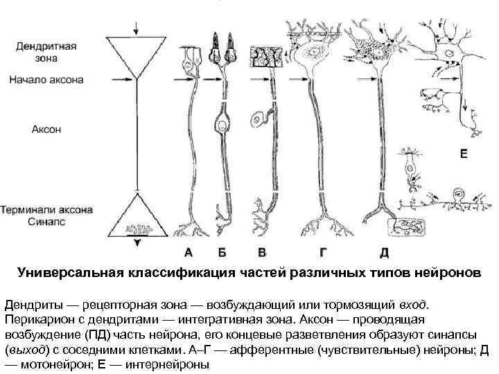  Универсальная классификация частей различных типов нейронов Дендриты — рецепторная зона — возбуждающий или
