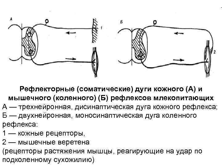  Рефлекторные (соматические) дуги кожного (А) и  мышечного (коленного) (Б) рефлексов млекопитающих А