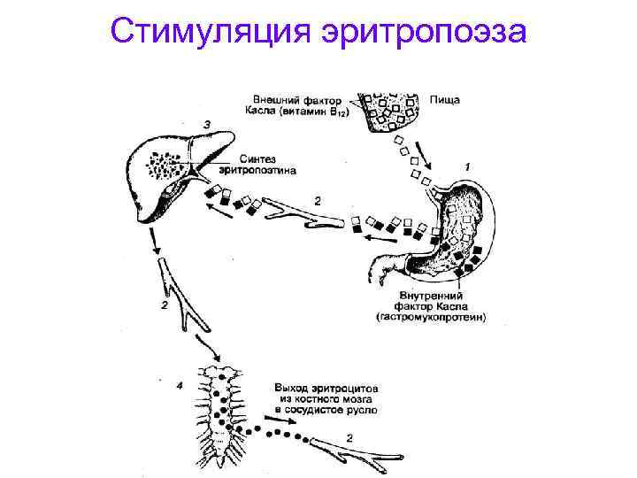Стимуляция эритропоэза 