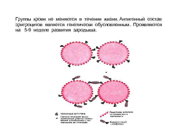 Группы крови не меняются в течении жизни. Антигенный состав эритроцитов является генетически обусловленным. Проявляются