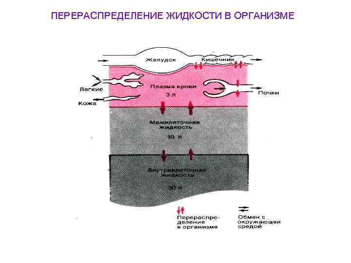 ПЕРЕРАСПРЕДЕЛЕНИЕ ЖИДКОСТИ В ОРГАНИЗМЕ 