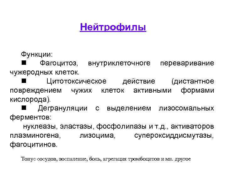 Нейтрофилы Функции: n Фагоцитоз, внутриклеточноге переваривание чужеродных клеток. n Цитотоксическое действие (дистантное повреждением чужих
