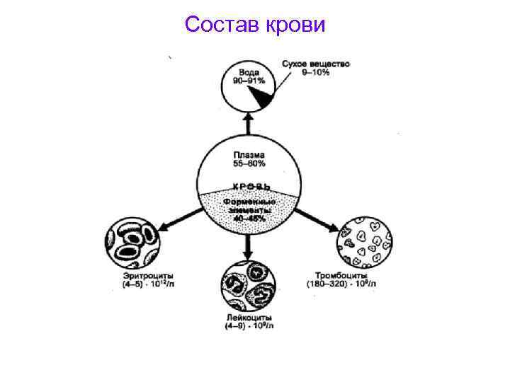 Состав крови 