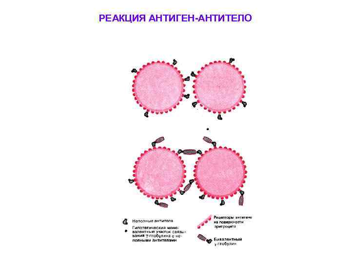 РЕАКЦИЯ АНТИГЕН-АНТИТЕЛО 