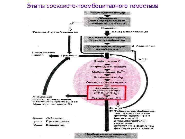 Этапы сосудисто-тромбоцитарного гемостаза 