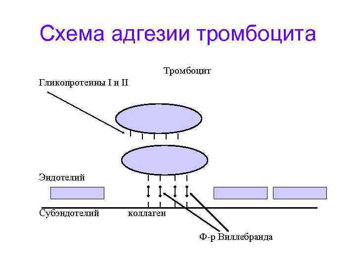Схема адгезии тромбоцита Тромбоцит Гликопротеины I и II Эндотелий Субэндотелий коллаген Ф-р Виллебранда 