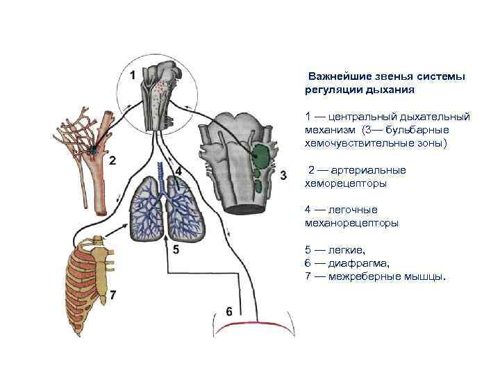 Важнейшие звенья системы регуляции дыхания 1 — центральный дыхательный механизм (3— бульбарные хемочувствительные