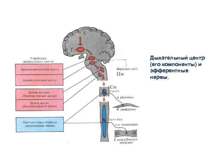 Дыхательный центр (его компоненты) и эфферентные нервы. 