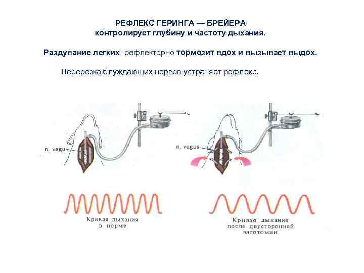 РЕФЛЕКС ГЕРИНГА — БРЕЙЕРА контролирует глубину и частоту дыхания. Раздувание легких рефлекторно тормозит вдох