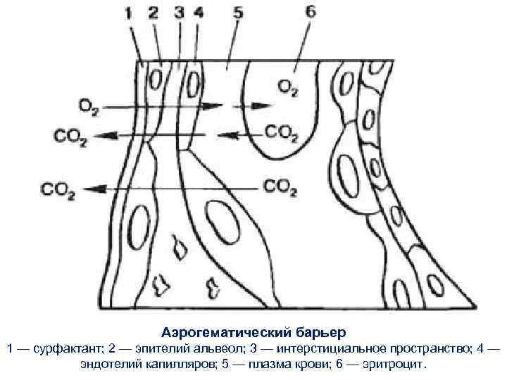 Аэрогематический барьер 1 — сурфактант; 2 — эпителий альвеол; 3 — интерстициальное пространство; 4