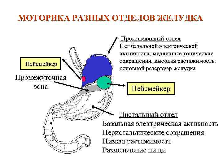 МОТОРИКА РАЗНЫХ ОТДЕЛОВ ЖЕЛУДКА Пейсмейкер Промежуточная зона Проксимальный отдел Нет базальной электрической активности, медленные