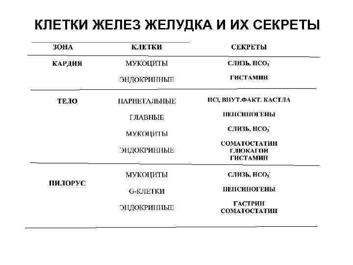 КЛЕТКИ ЖЕЛЕЗ ЖЕЛУДКА И ИХ СЕКРЕТЫ 