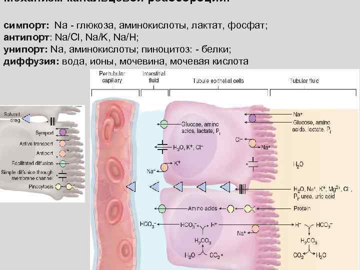 Механизм канальцевой реабсорбции: симпорт: Na - глюкоза, аминокислоты, лактат, фосфат; антипорт: Na/Cl, Na/K, Na/H;