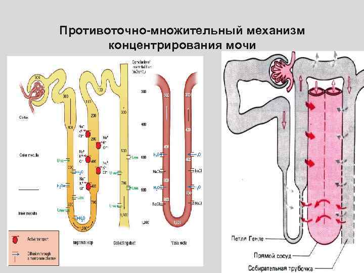 Противоточно-множительный механизм концентрирования мочи 