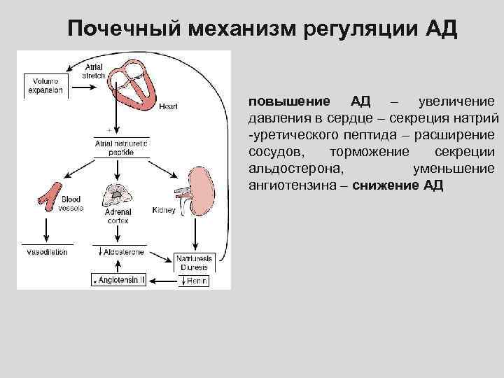 Давление механизм давления. Почечный механизм регуляции ад. Функция почек регуляция артериального давления. Функции почек в регуляции ад. Механизм регуляции артериального давления в почках.