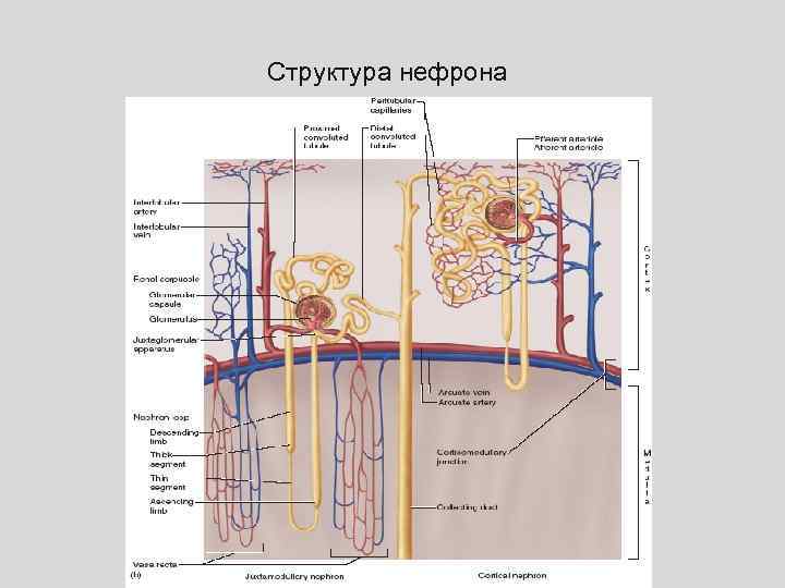 Структура нефрона 