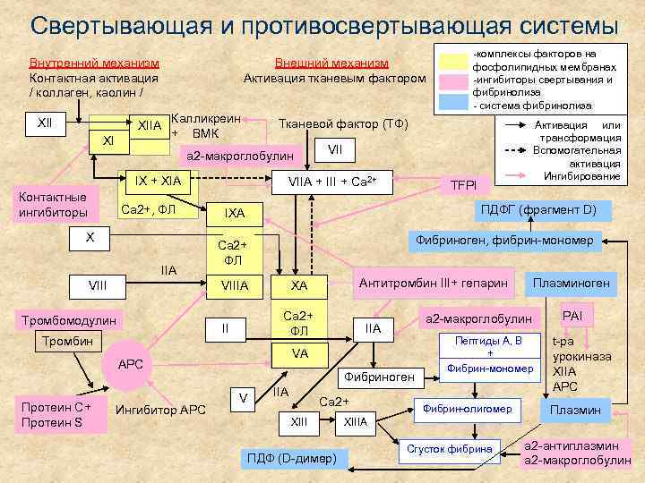 Свертывающая и противосвертывающая системы Внутренний механизм Контактная активация / коллаген, каолин / XII Внешний