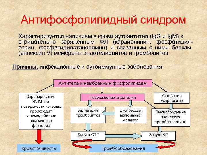 Антифосфолипидный синдром Характеризуется наличием в крови аутоантител (Ig. G и Ig. M) к отрицательно