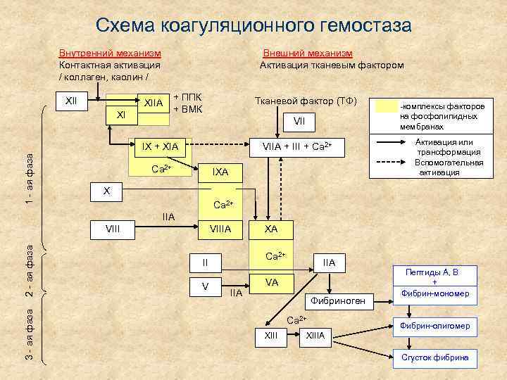 Схема коагуляционного гемостаза Внутренний механизм Контактная активация / коллаген, каолин / XII Внешний механизм