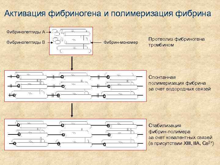 Активация фибриногена и полимеризация фибрина Фибринопептиды А Фибринопептиды В Фибрин-мономер Протеолиз фибриногена тромбином Спонтанная