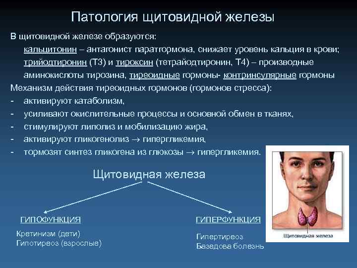 Патология щитовидной железы В щитовидной железе образуются: кальцитонин – антагонист паратгормона, снижает уровень кальция