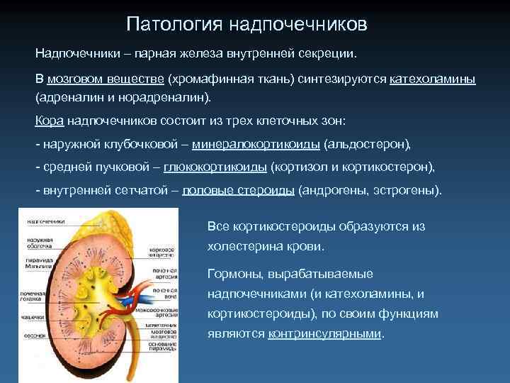 Эндокринная система картинки красивые