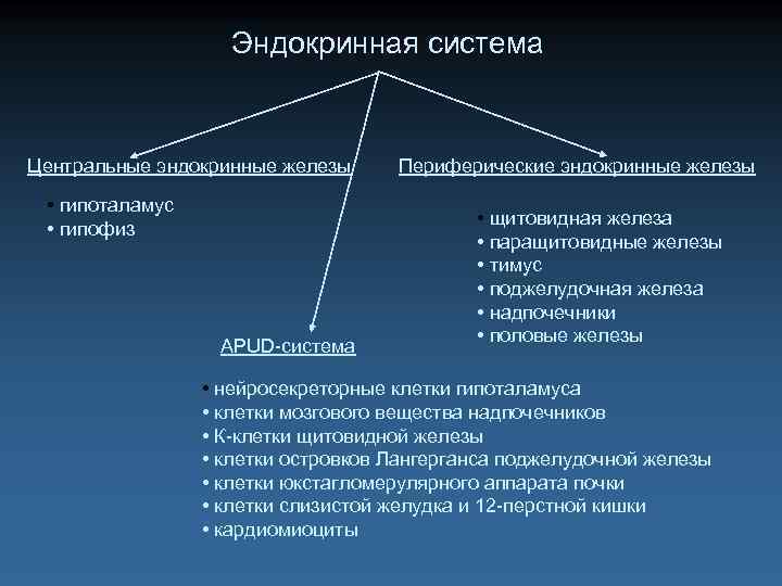 Эндокринная система Центральные эндокринные железы • гипоталамус • гипофиз APUD-система Периферические эндокринные железы •