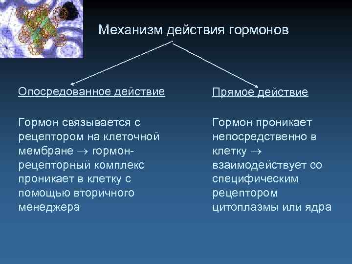 Механизм действия гормонов Опосредованное действие Прямое действие Гормон связывается с рецептором на клеточной мембране