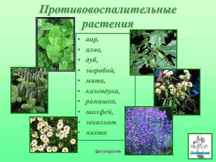 Противовоспалительные растения • • • аир, алое, дуб, зверобой, мята, календула, ромашка, шалфей, эвкалипт